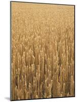 Wheat Field, Grain, Ears of Wheat-Thonig-Mounted Photographic Print