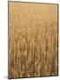 Wheat Field, Grain, Ears of Wheat-Thonig-Mounted Photographic Print