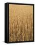Wheat Field, Grain, Ears of Wheat-Thonig-Framed Stretched Canvas