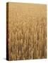 Wheat Field, Grain, Ears of Wheat-Thonig-Stretched Canvas