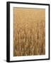 Wheat Field, Grain, Ears of Wheat-Thonig-Framed Photographic Print