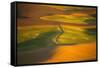 Wheat Field in Afternoon Sun from Steptoe Butte-Craig Tuttle-Framed Stretched Canvas