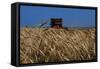 Wheat Field in Kansas-null-Framed Stretched Canvas