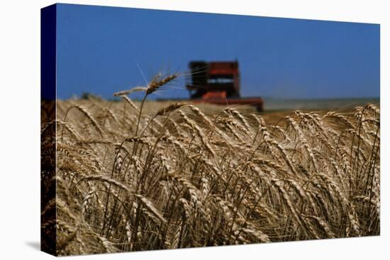 Wheat Field in Kansas-null-Stretched Canvas