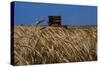 Wheat Field in Kansas-null-Stretched Canvas