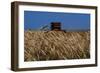 Wheat Field in Kansas-null-Framed Premium Photographic Print