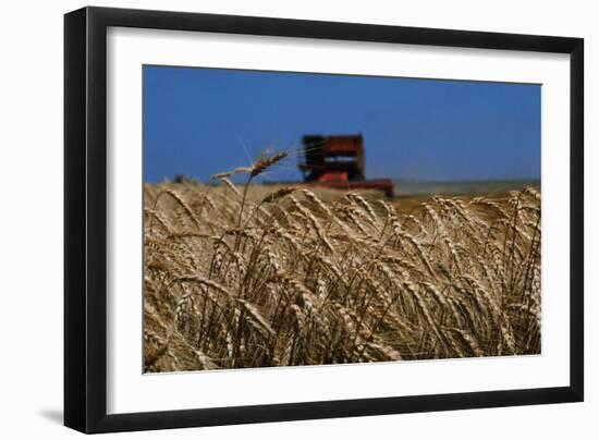 Wheat Field in Kansas-null-Framed Premium Photographic Print