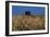 Wheat Field in Kansas-null-Framed Premium Photographic Print