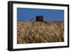 Wheat Field in Kansas-null-Framed Premium Photographic Print