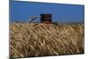 Wheat Field in Kansas-null-Mounted Premium Photographic Print
