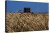 Wheat Field in Kansas-null-Stretched Canvas