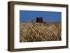 Wheat Field in Kansas-null-Framed Photographic Print