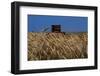 Wheat Field in Kansas-null-Framed Photographic Print