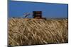 Wheat Field in Kansas-null-Mounted Photographic Print