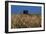 Wheat Field in Kansas-null-Framed Photographic Print