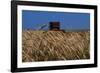 Wheat Field in Kansas-null-Framed Photographic Print