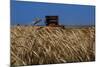 Wheat Field in Kansas-null-Mounted Photographic Print