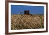 Wheat Field in Kansas-null-Framed Photographic Print