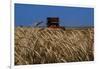 Wheat Field in Kansas-null-Framed Photographic Print