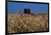 Wheat Field in Kansas-null-Framed Photographic Print