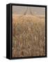 Wheat Field in the Dordogne, Aquitaine, France-Jonathan Hodson-Framed Stretched Canvas