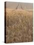 Wheat Field in the Dordogne, Aquitaine, France-Jonathan Hodson-Stretched Canvas