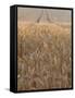 Wheat Field in the Dordogne, Aquitaine, France-Jonathan Hodson-Framed Stretched Canvas