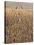 Wheat Field in the Dordogne, Aquitaine, France-Jonathan Hodson-Stretched Canvas