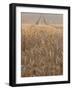 Wheat Field in the Dordogne, Aquitaine, France-Jonathan Hodson-Framed Photographic Print