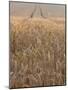 Wheat Field in the Dordogne, Aquitaine, France-Jonathan Hodson-Mounted Photographic Print