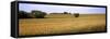 Wheat Field, Kansas, USA-null-Framed Stretched Canvas