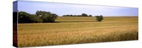 Wheat Field, Kansas, USA-null-Stretched Canvas