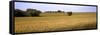 Wheat Field, Kansas, USA-null-Framed Stretched Canvas