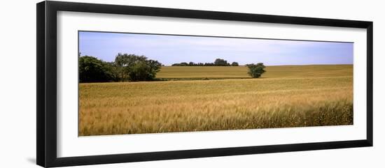 Wheat Field, Kansas, USA-null-Framed Premium Photographic Print
