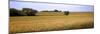 Wheat Field, Kansas, USA-null-Mounted Photographic Print