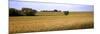 Wheat Field, Kansas, USA-null-Mounted Photographic Print