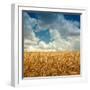 Wheat Field Landscape with Sky-Leonid Nyshko-Framed Photographic Print