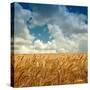 Wheat Field Landscape with Sky-Leonid Nyshko-Stretched Canvas