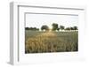 Wheat Field, Marktheidenfeld (Town), Franconia, Bavaria, Germany-Raimund Linke-Framed Photographic Print