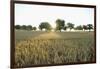 Wheat Field, Marktheidenfeld (Town), Franconia, Bavaria, Germany-Raimund Linke-Framed Premium Photographic Print