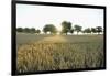 Wheat Field, Marktheidenfeld (Town), Franconia, Bavaria, Germany-Raimund Linke-Framed Premium Photographic Print