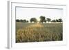 Wheat Field, Marktheidenfeld (Town), Franconia, Bavaria, Germany-Raimund Linke-Framed Photographic Print