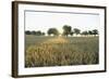 Wheat Field, Marktheidenfeld (Town), Franconia, Bavaria, Germany-Raimund Linke-Framed Photographic Print