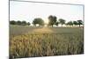 Wheat Field, Marktheidenfeld (Town), Franconia, Bavaria, Germany-Raimund Linke-Mounted Photographic Print