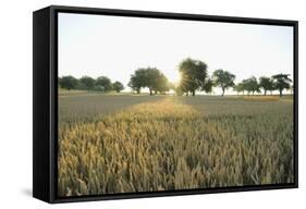 Wheat Field, Marktheidenfeld (Town), Franconia, Bavaria, Germany-Raimund Linke-Framed Stretched Canvas