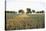 Wheat Field, Marktheidenfeld (Town), Franconia, Bavaria, Germany-Raimund Linke-Stretched Canvas