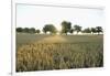 Wheat Field, Marktheidenfeld (Town), Franconia, Bavaria, Germany-Raimund Linke-Framed Photographic Print