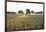 Wheat Field, Marktheidenfeld (Town), Franconia, Bavaria, Germany-Raimund Linke-Framed Photographic Print