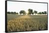 Wheat Field, Marktheidenfeld (Town), Franconia, Bavaria, Germany-Raimund Linke-Framed Stretched Canvas