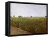 Wheat field near Luxor, Egypt-English Photographer-Framed Stretched Canvas